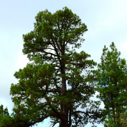 Foto nº3. Ejemplar de Pinus canariensis, situado en la orilla del camino, conocido como el Pino de La Espera. © Jaime Hernández Jiménez.